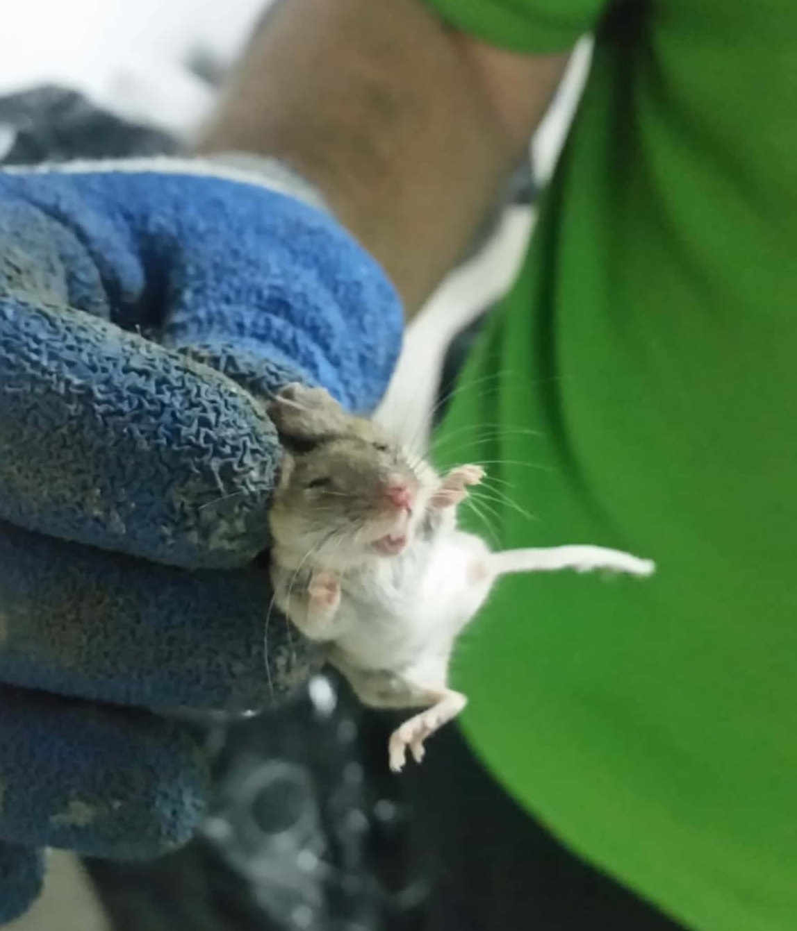 Control de plagas de roedores, tratamientos para ratas